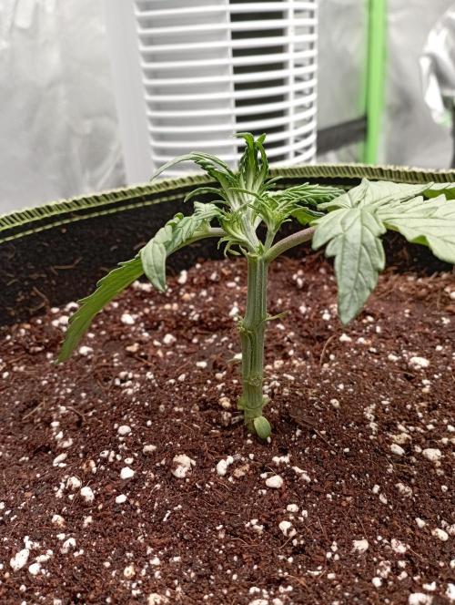 RQS Triple G. Week 4 - first days