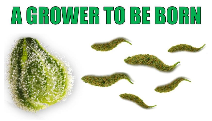 RQS Triple G. Week 4 - meme contest