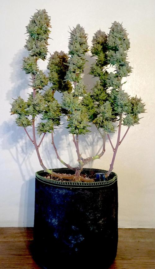 FB Banana Purple Punch. Week 12