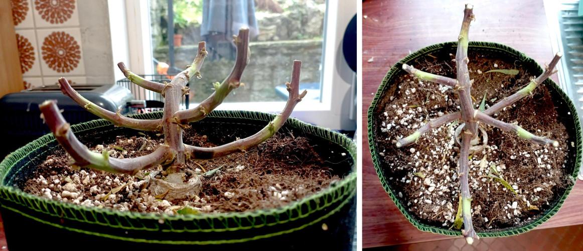 FB Banana Purple Punch. Week 12