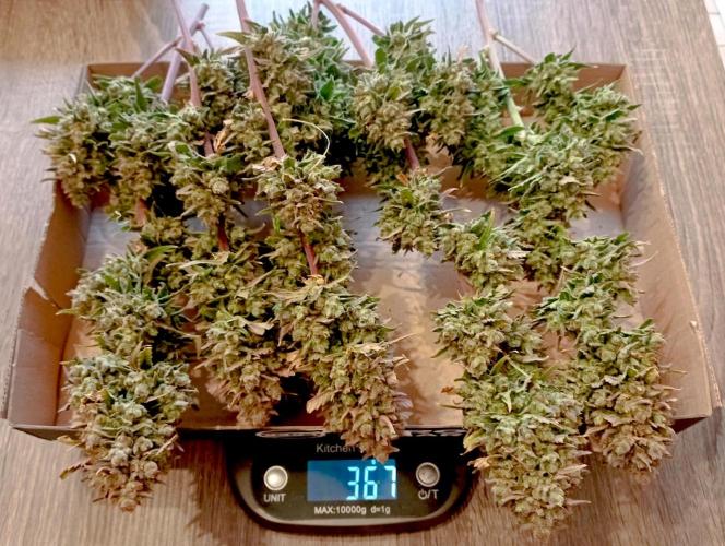 FB Banana Purple Punch. Week 12