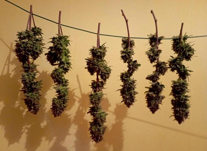 FB Banana Purple Punch. Week 12