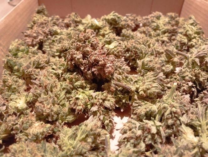 FB Banana Purple Punch. Week 12