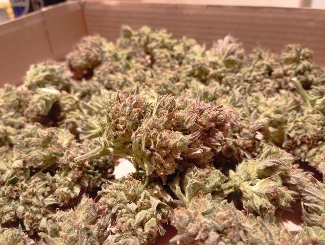 FB Banana Purple Punch. Week 12