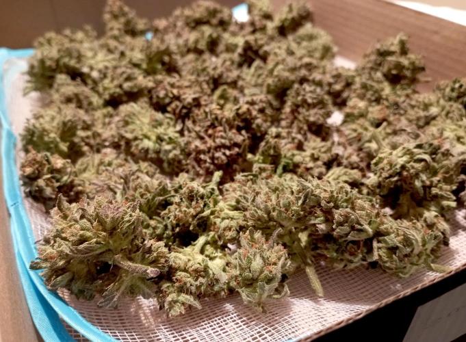 FB Banana Purple Punch. Week 12