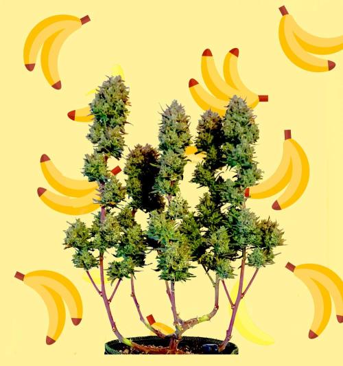 FB Banana Purple Punch. Week 12