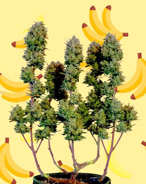 my GROWSTORY. Week 6 - FB Banana Purple Punch