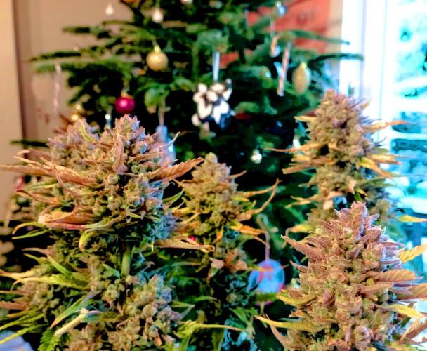 my GROWSTORY. Week 6 - FB Banana Purple Punch