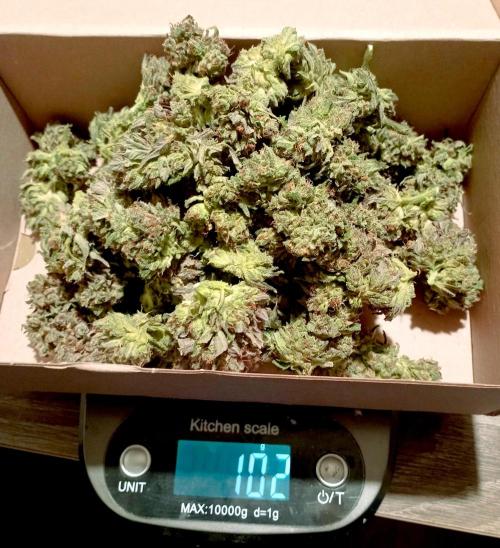 FB Banana Purple Punch. Week 12