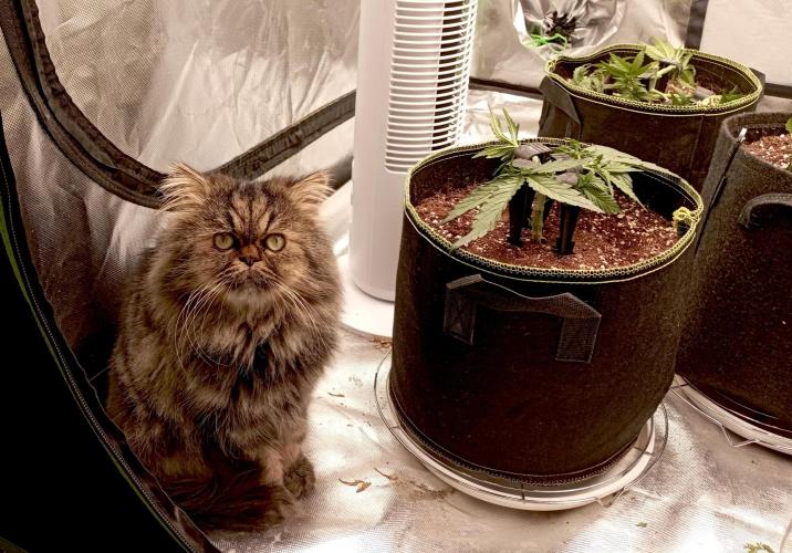 RQS Triple G. Week 4 - midweek