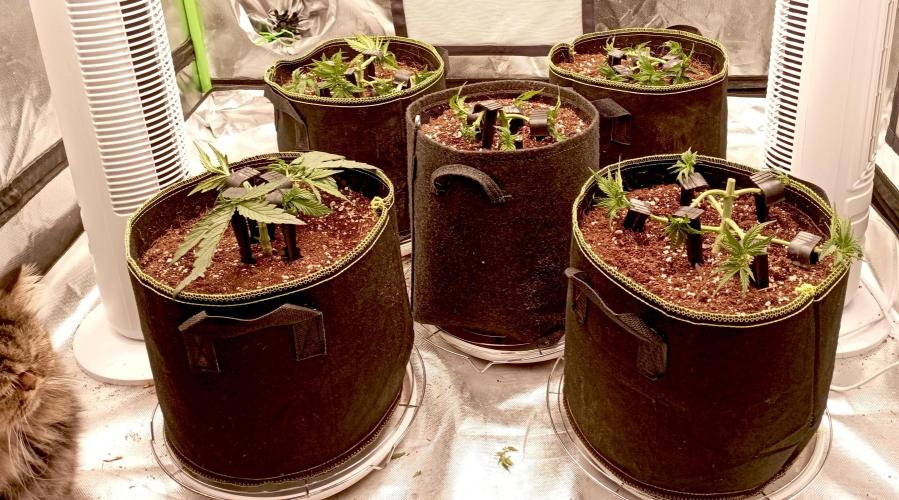 RQS Triple G. Week 4 - midweek