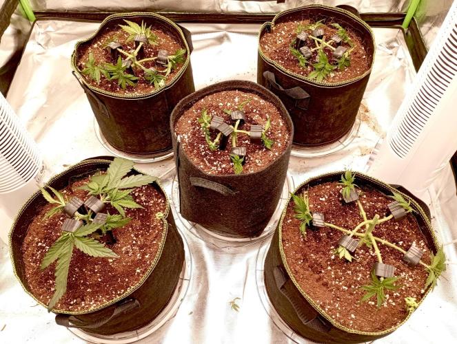 RQS Triple G. Week 4 - midweek