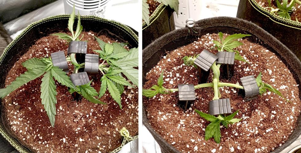 RQS Triple G. Week 4 - midweek