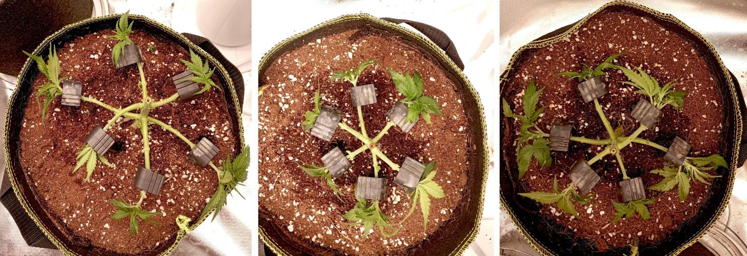 RQS Triple G. Week 4 - midweek