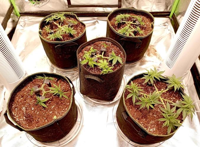 RQS Triple G. Week 5 - first days