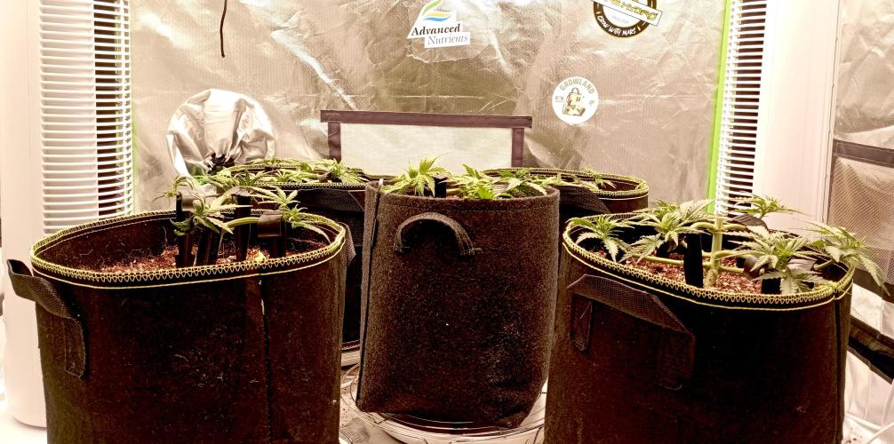 RQS Triple G. Week 5 - first days