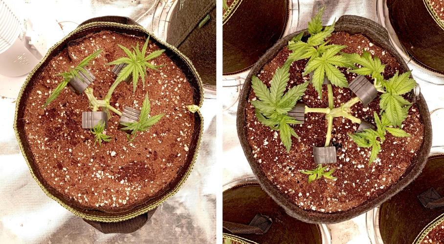 RQS Triple G. Week 5 - first days