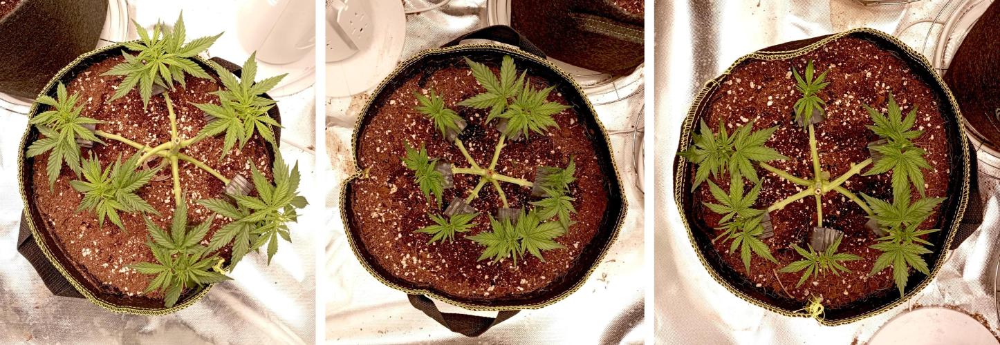 RQS Triple G. Week 5 - first days