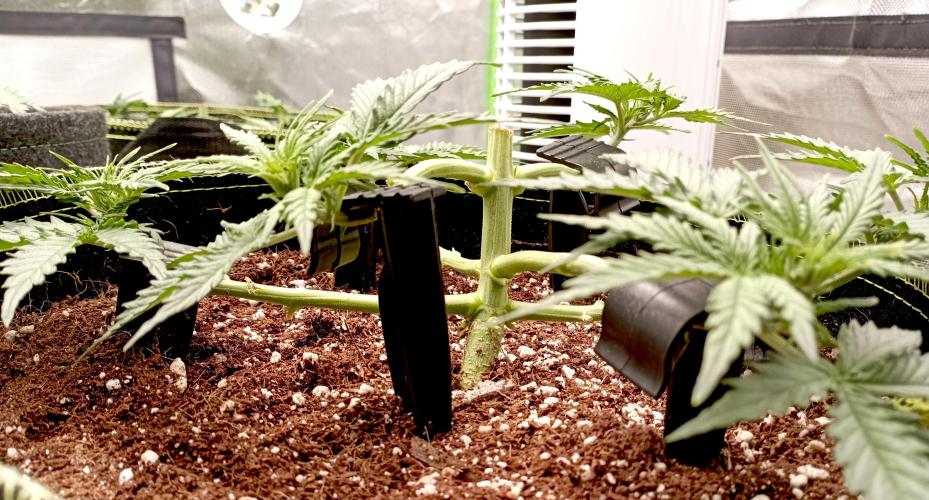 RQS Triple G. Week 5 - first days