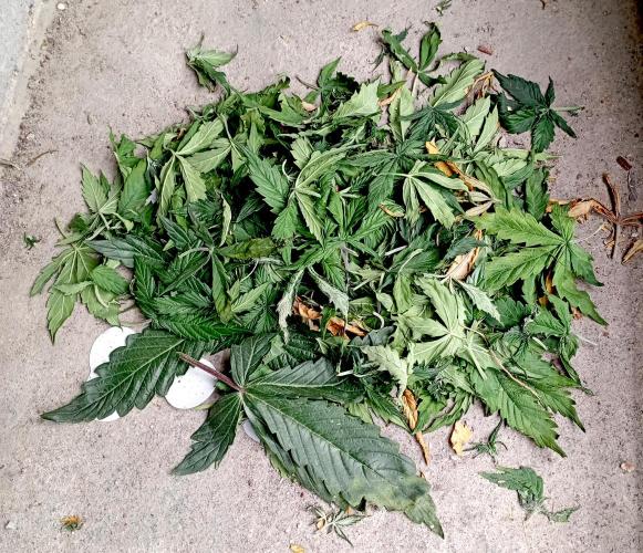 RQS Triple G. Week 5 - first days