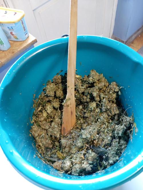 FB White Widow. Week 12 - bubble hash