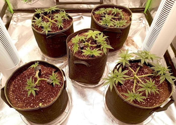 RQS Triple G. Week 5 - midweek