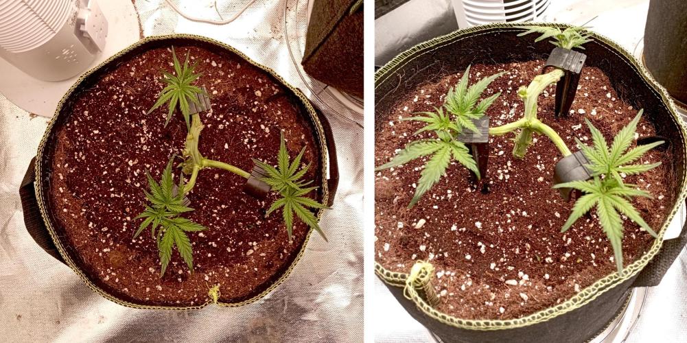 RQS Triple G. Week 5 - midweek