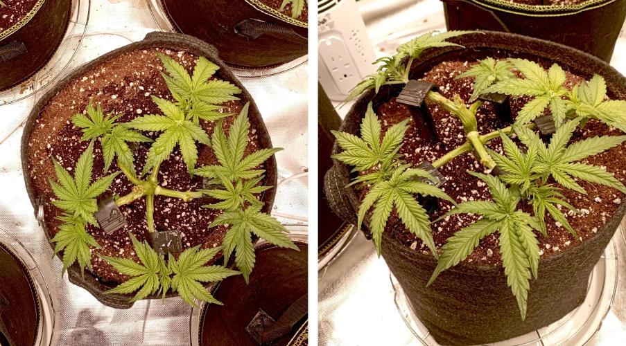 RQS Triple G. Week 5 - midweek