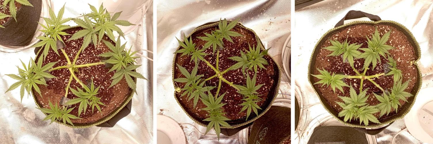 RQS Triple G. Week 5 - midweek