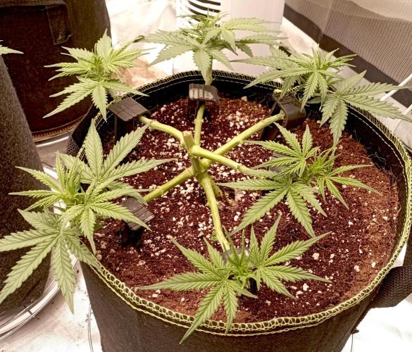 RQS Triple G. Week 5 - midweek