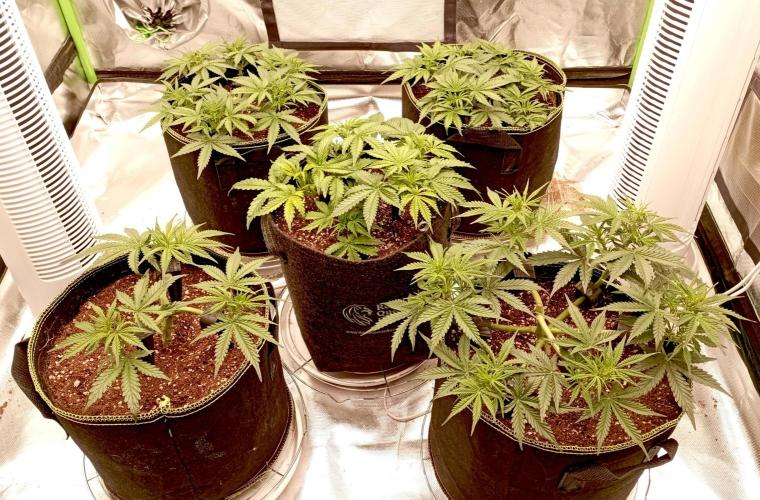 RQS Triple G. Week 6 - first days