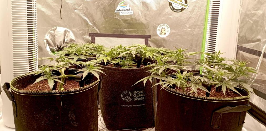 RQS Triple G. Week 6 - first days