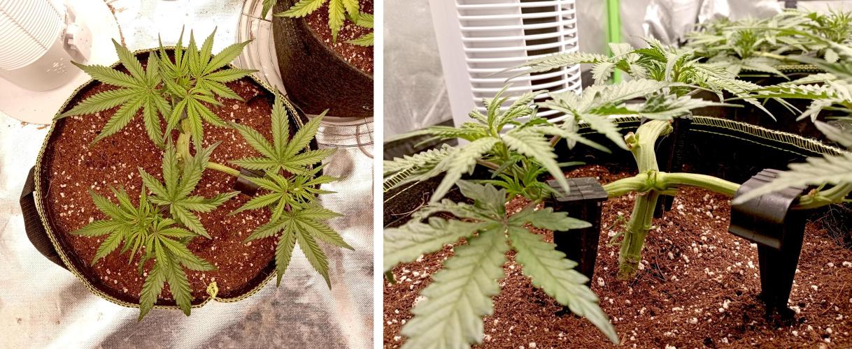 RQS Triple G. Week 6 - first days