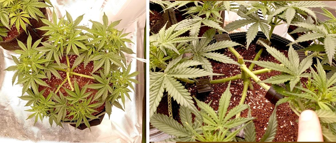 RQS Triple G. Week 6 - first days