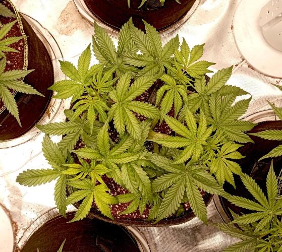 RQS Triple G. Week 6 - first days