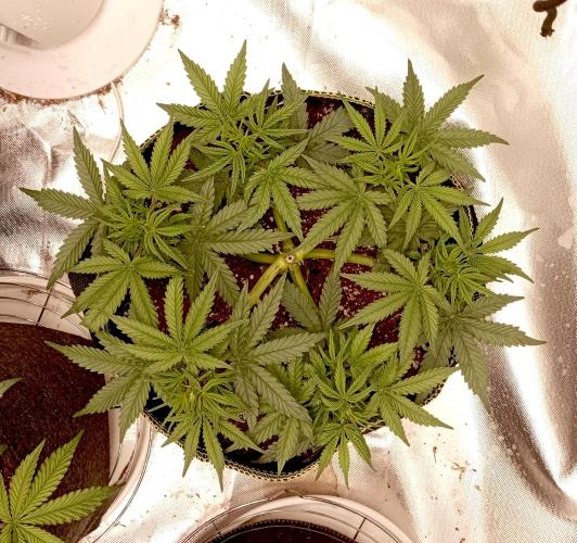 RQS Triple G. Week 6 - first days