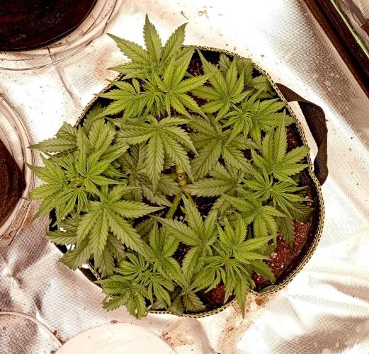 RQS Triple G. Week 6 - first days