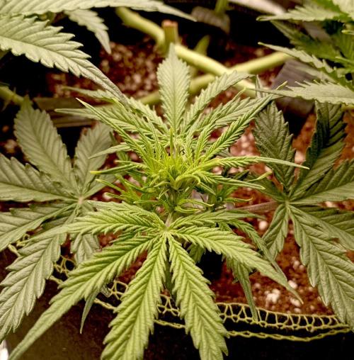 RQS Triple G. Week 6 - first days