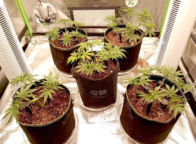 RQS Triple G. Week 6 - midweek