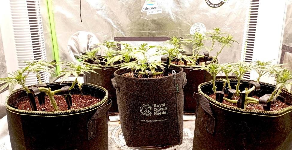 RQS Triple G. Week 6 - midweek