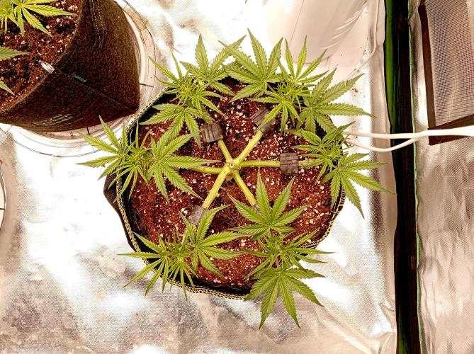 RQS Triple G. Week 6 - midweek