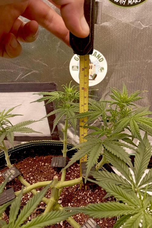 RQS Triple G. Week 6 - midweek