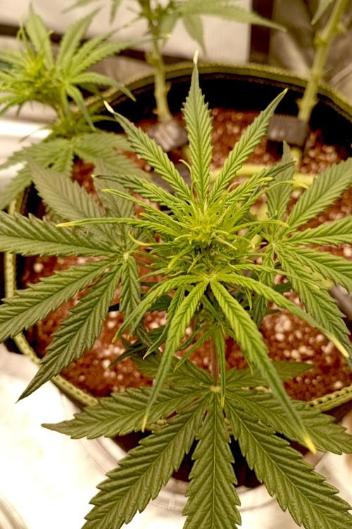 RQS Triple G. Week 6 - midweek