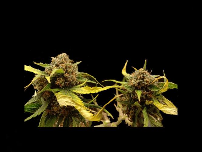 RQS Royal Cookies. Week 12