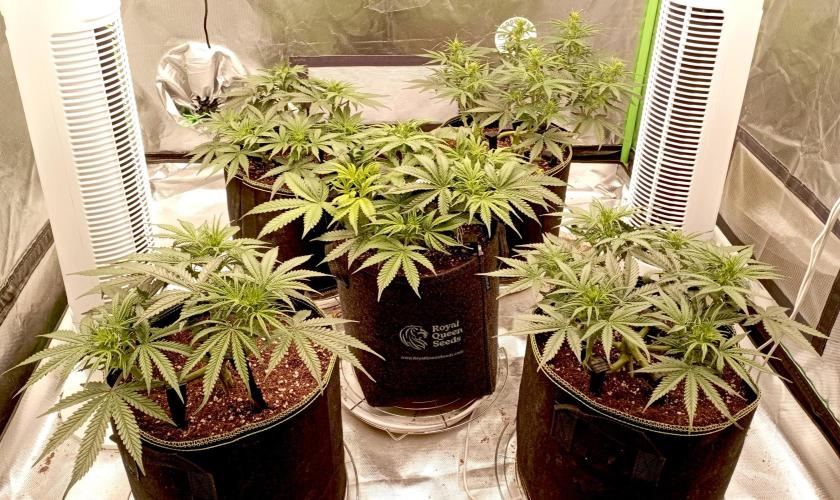 RQS Triple G. Week 7 - first days