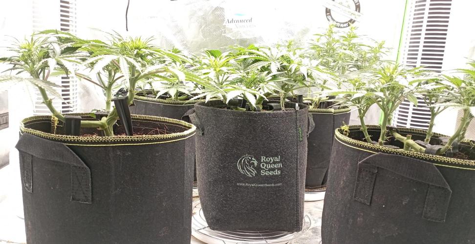 RQS Triple G. Week 7 - first days