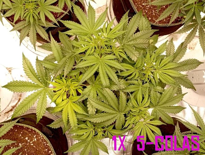 RQS Triple G. Week 7 - first days