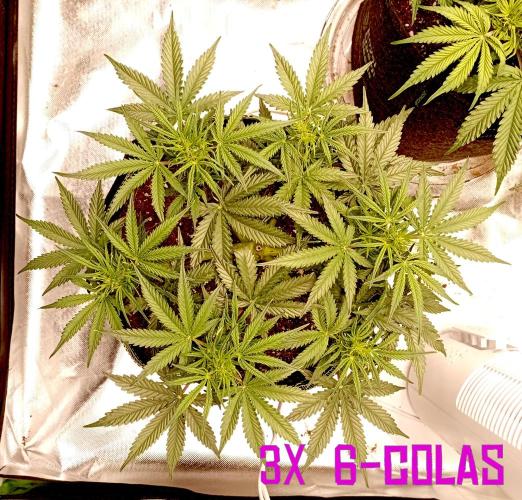 RQS Triple G. Week 7 - first days