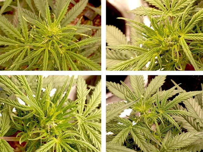 RQS Triple G. Week 7 - first days