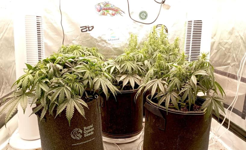 RQS Triple G. Week 7 - midweek